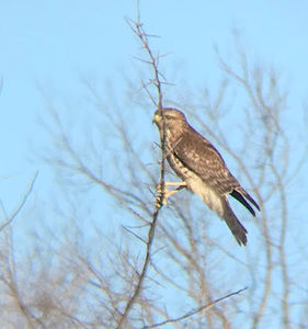 Meet your Posher, Maia